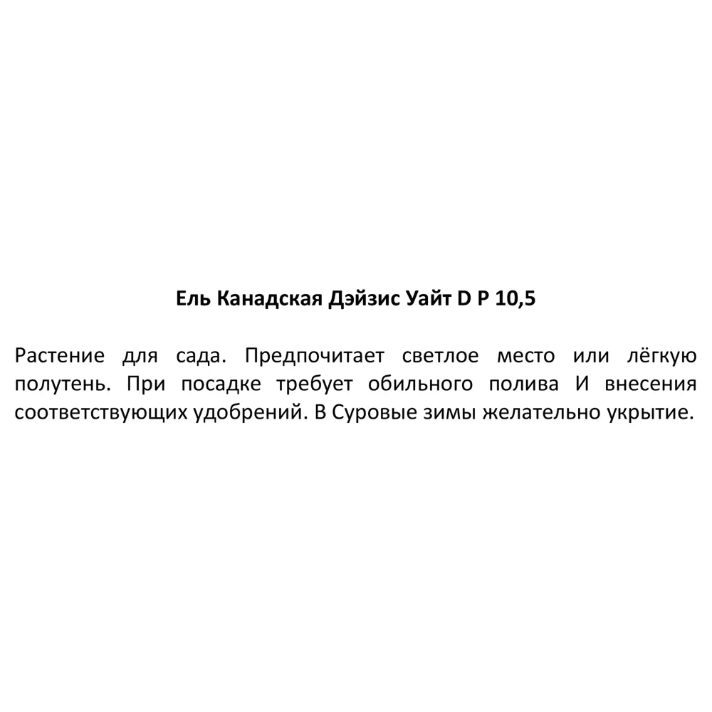Santreyd Ель канадская Дезис Уайт - декоративная хвойная композиция 87718622 STLM-0075311 - Вид №2