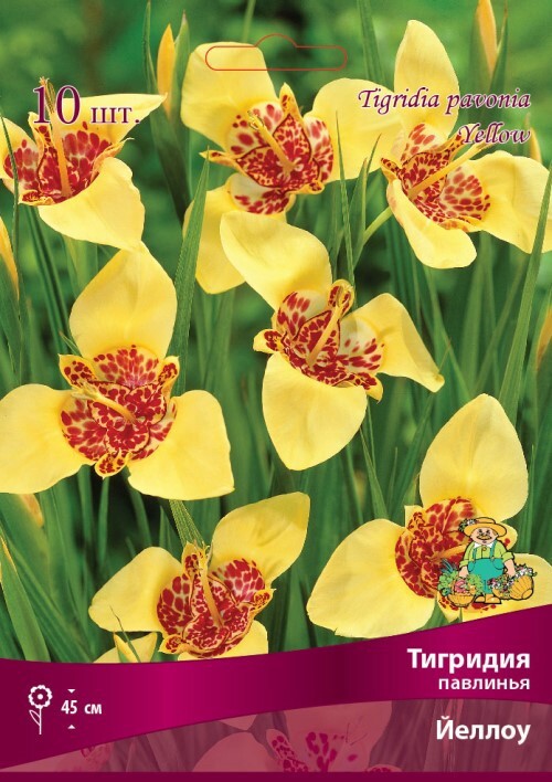 Тигридия павлинья Йеллоу от ПОИСК - луковицы для солнечного сада 83598122