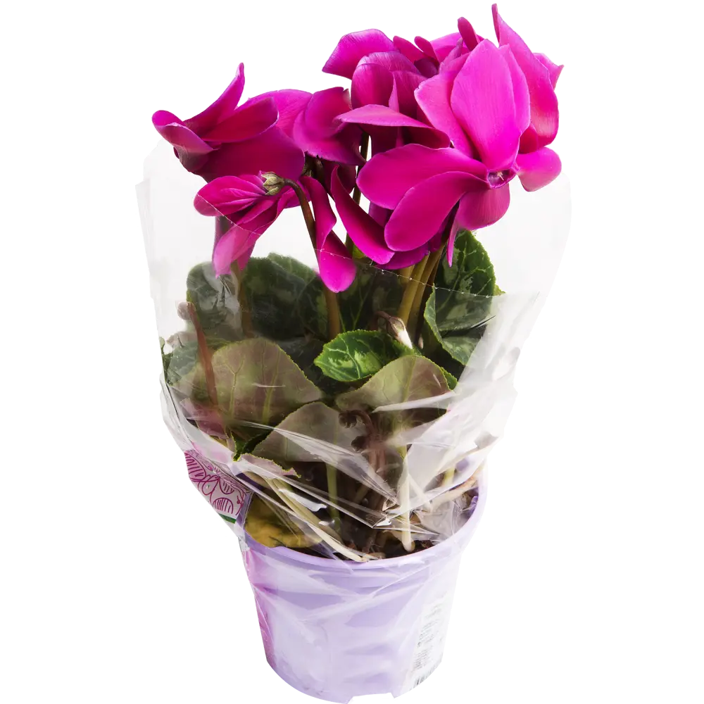 Цикламен Santreyd - изящное украшение интерьера с ярким цветением 12511916 STLM-0954565 - Вид №3