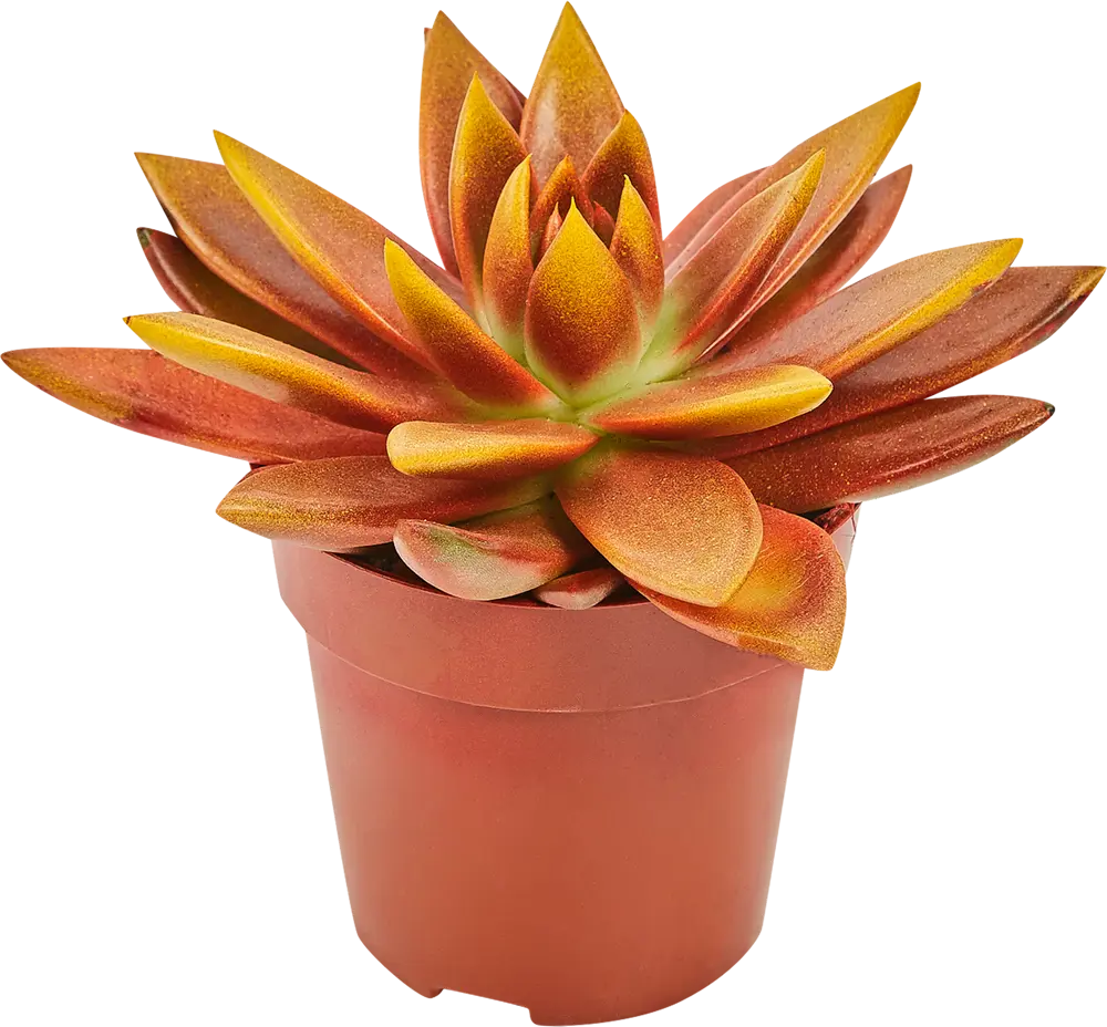 Santreyd Эхеверия микс - суккулент в декоративной росписи 82877379