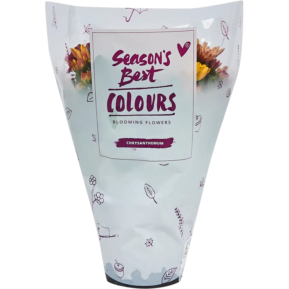 Santreyd Хризантема Карнавал микс - комнатное цветущее чудо 82579930 STLM-0030541 - Вид №3