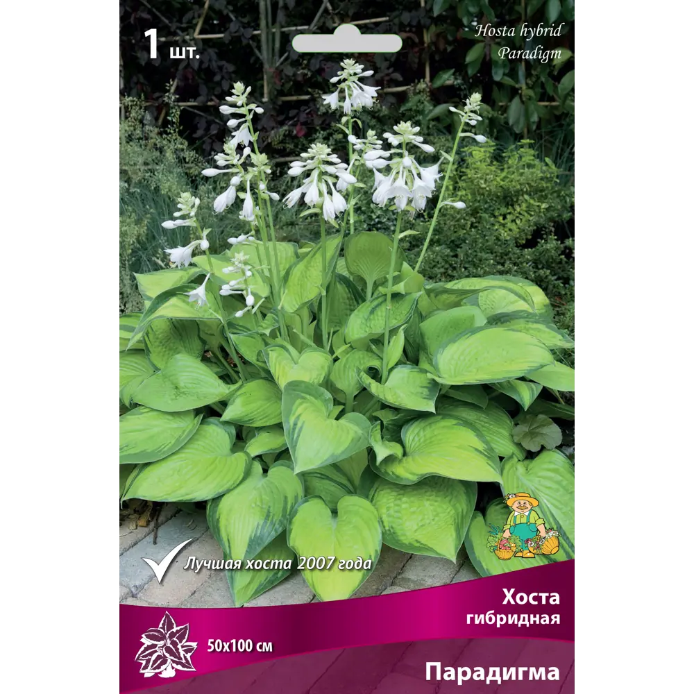 Хоста гибридная Парадигма луковица I 88294693 STLM-2094552 Santreyd 