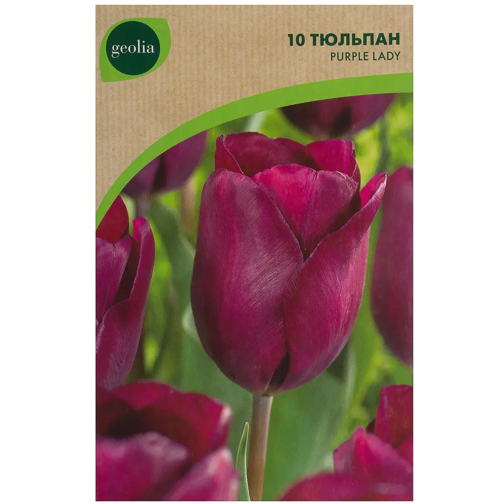 Тюльпан Purple lady GEOLIA 10 шт/9 18658994 STLM-2133780  - Вид №1