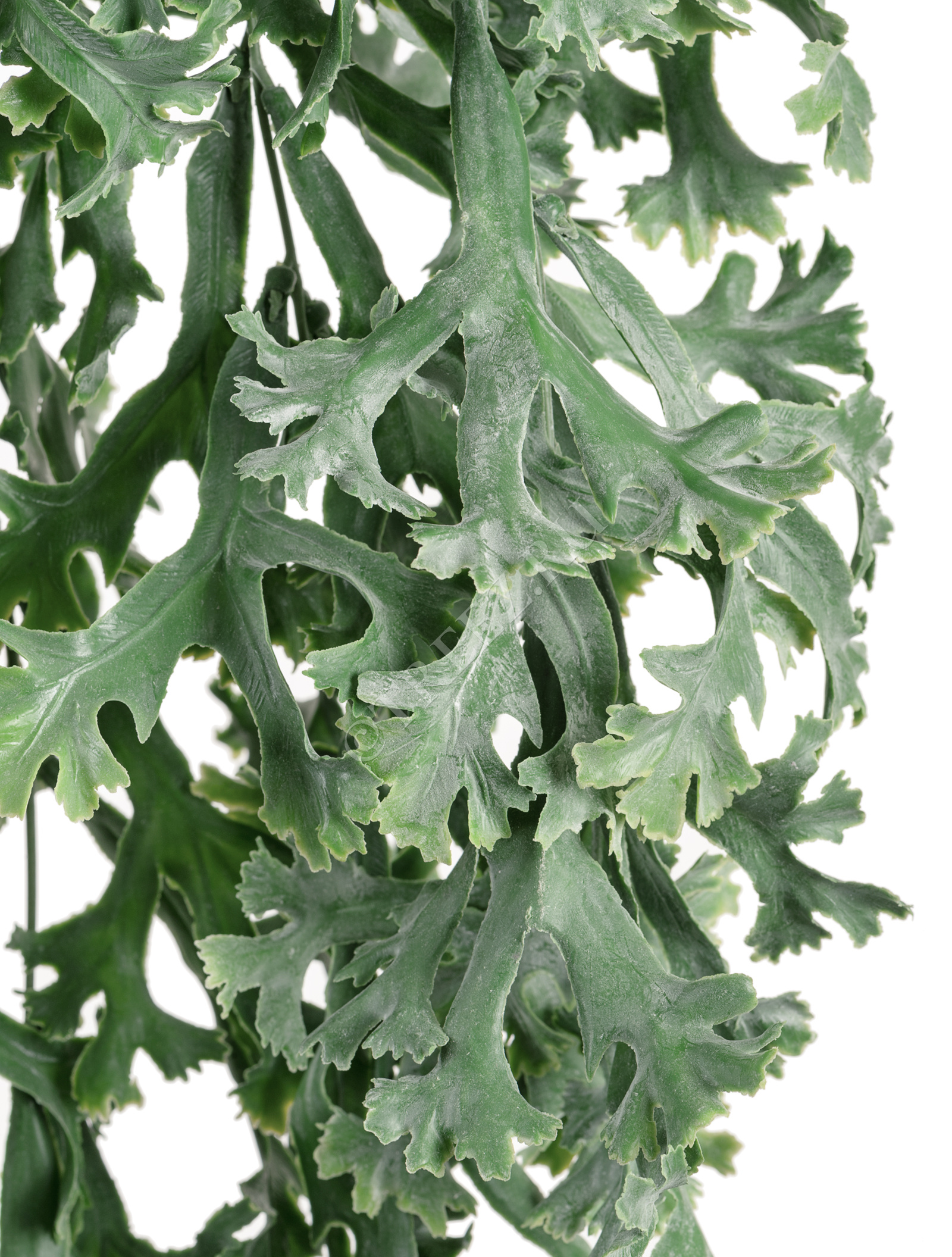 20.071921GR Стегхорн Хилии (Оленьи рога) куст ампельный Цветочная коллекция  - Вид №1