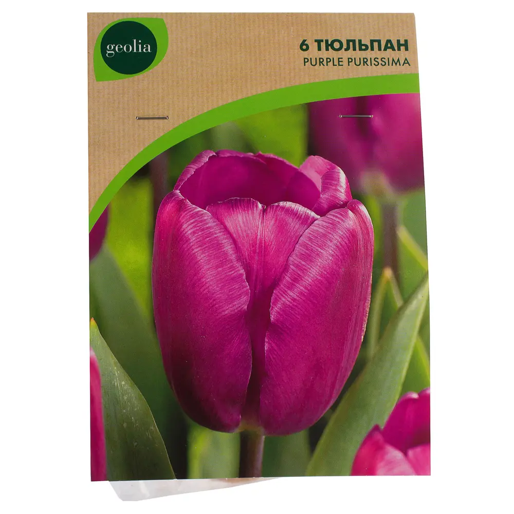 Тюльпан Purple Purissima GEOLIA 11/12 18658581 STLM-2198658  - Вид №1