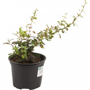 82585361 Барбарис Тунберга «Пинк Квин» 15x20 см