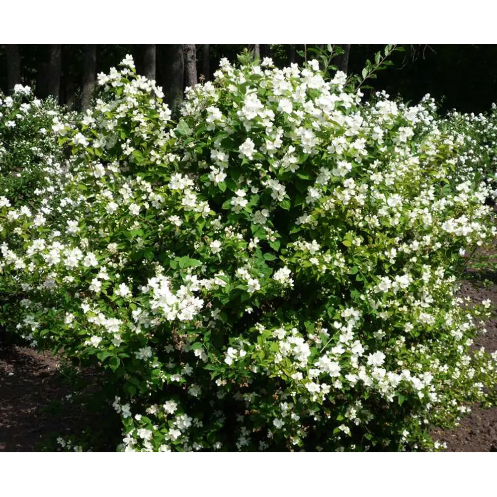 Чубушник Виргинский ø15 h35 см 89365265 STLM-2015681 PLANTMARKET 