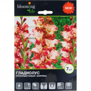82120067 Гладиолус крупноцветковый «Сорпреса»