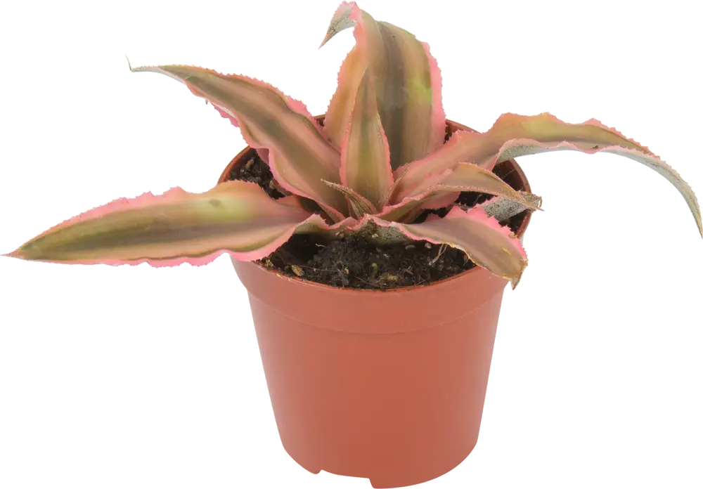 Santreyd Криптантус микс - декоративное растение с яркой листвой 82932712