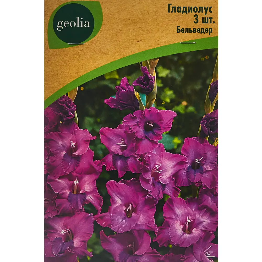 Гладиолус крупноцветковый Бельведер Geolia 3 шт 86408543 STLM-2180090 