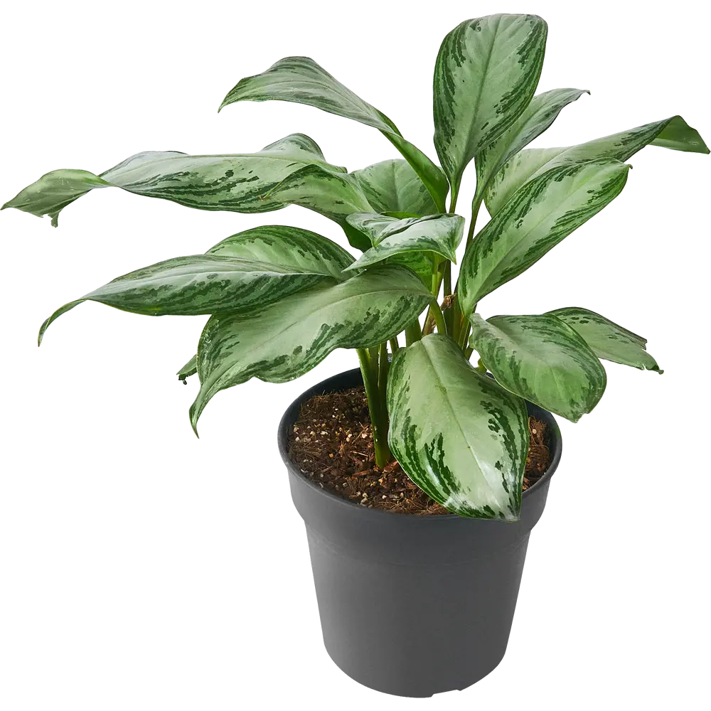 Santreyd Аглаонема Сильвер Росток - комнатное растение с серебристыми листьями 84587060 STLM-0052401