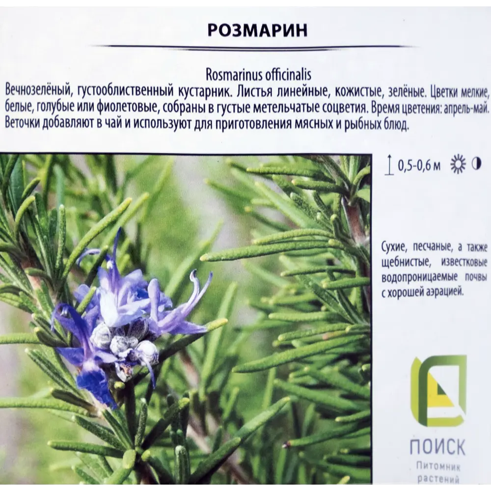 Розмарин лекарственный «Простратус» 1.5 л h15 см 82219526 STLM-2203815 Santreyd  - Вид №1