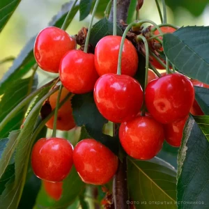 Саженец черешни Орловская розовая 120 см 89421393