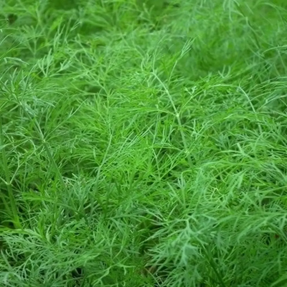 AGRONI Укроп Атаман - ароматный позднеспелый сорт 17251084 STLM-1393504