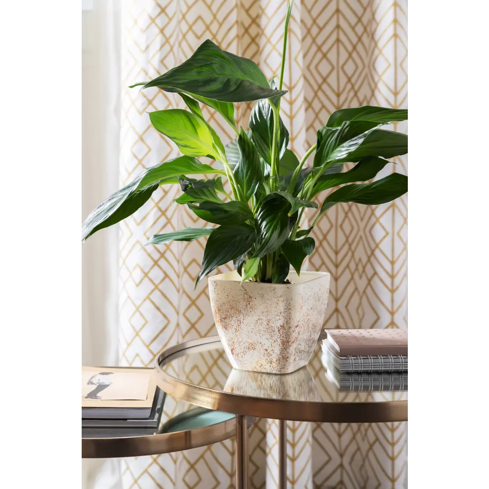 Santreyd Спатифиллум Вивальди — элегантное комнатное растение с белоснежными цветами 81959337 STLM-0015374 - Вид №3