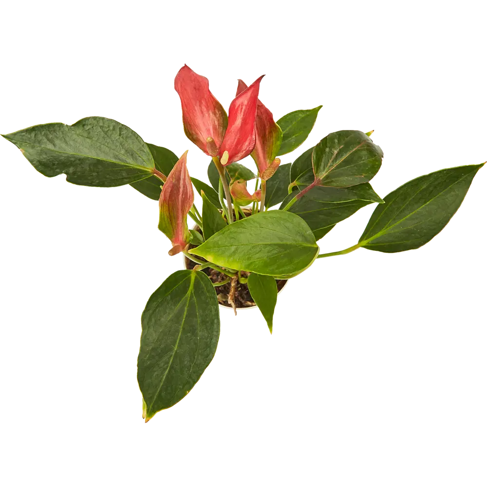 Santreyd Антуриум Андреанум — элегантное тропическое растение с глянцевой листвой 85324992 STLM-0061545 - Вид №1