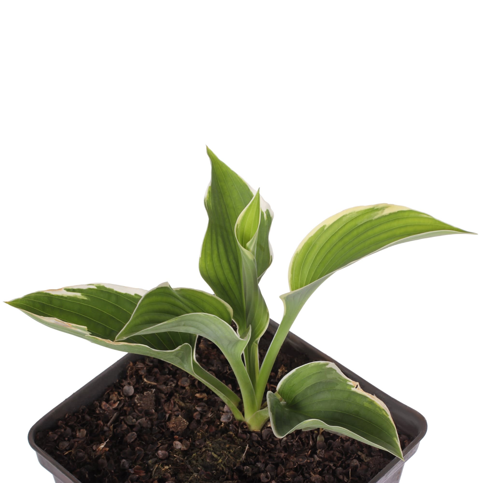 81954856 Хоста волнистая С2 «Медиовариегата» h15 Santreyd  - Вид №1