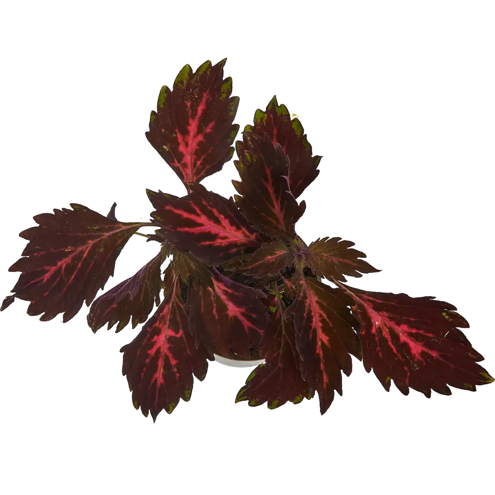 Santreyd Колеус с декоративными листьями для сада и интерьера 83248443 STLM-1326070 - Вид №2