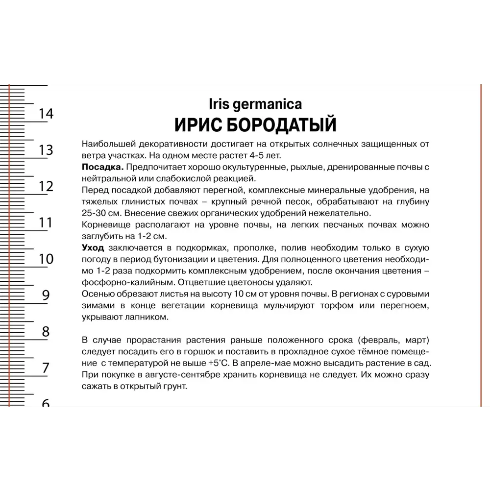 Ирис бородатый Блю Берд Вайн - корневище многолетнего цветущего растения 89433498 ПОИСК STLM-1564249 - Вид №2