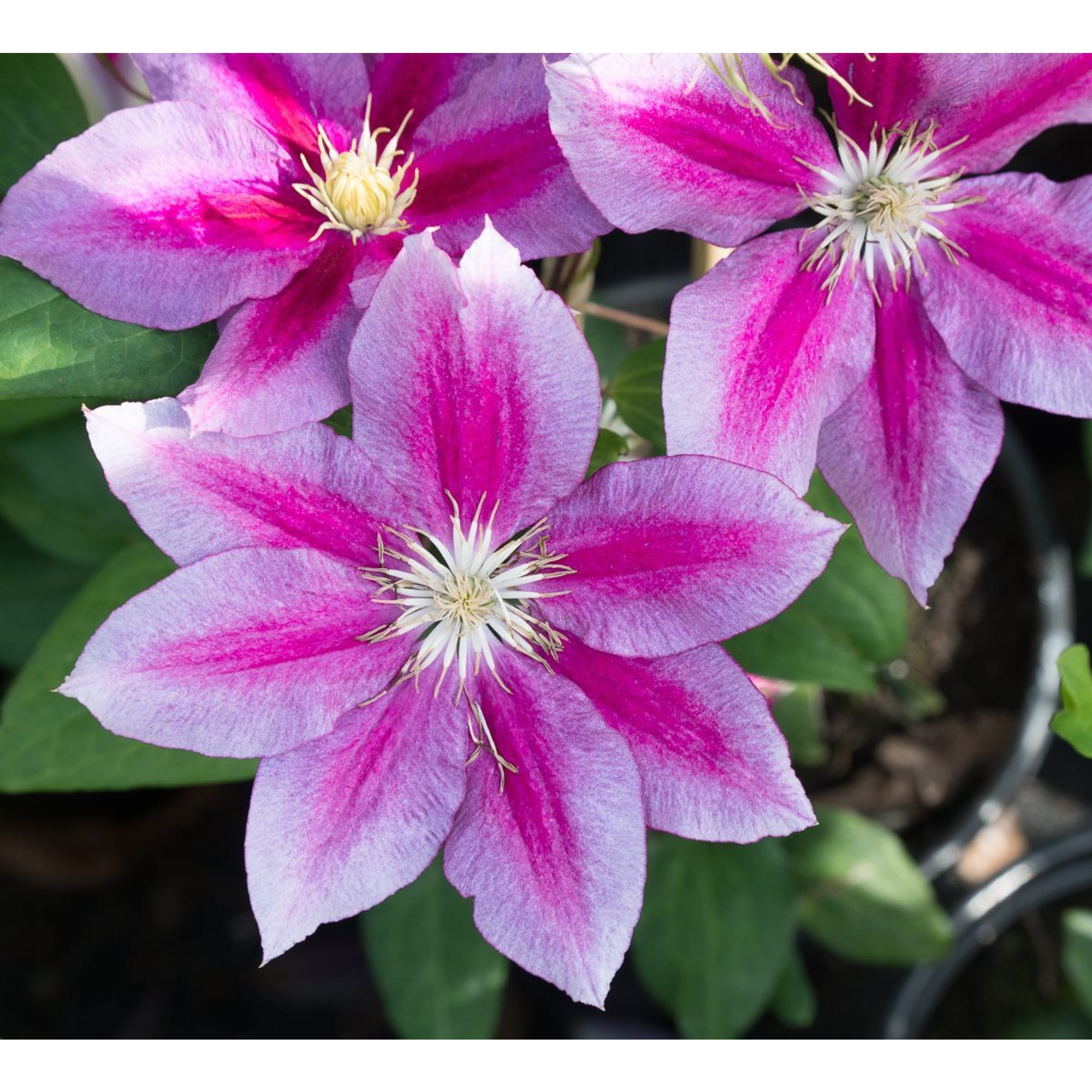 85324338 Клематис крупноцветковый Ханиа ø17 h50 см Santreyd  - Вид №1