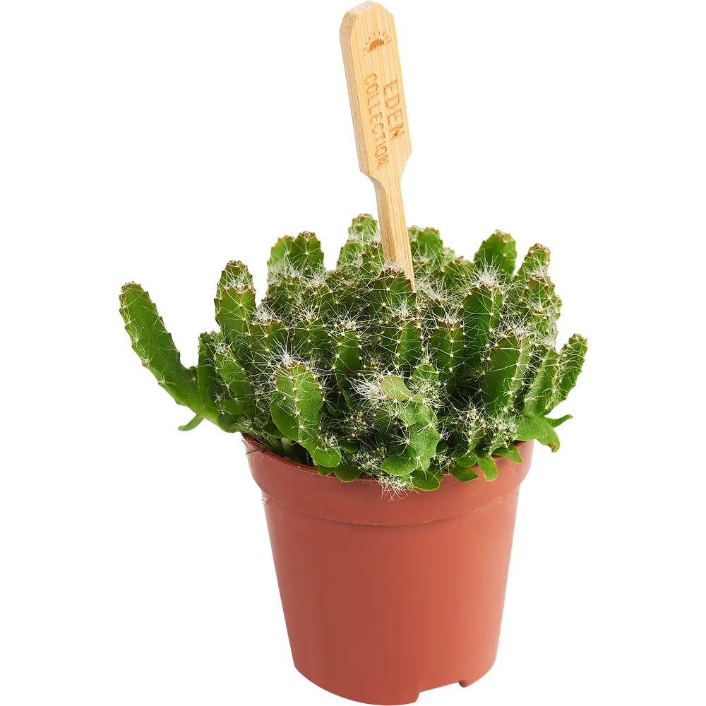 Santreyd Хилоцереус Ундатус — миниатюрный кактус для интерьера 85324861 STLM-0061473