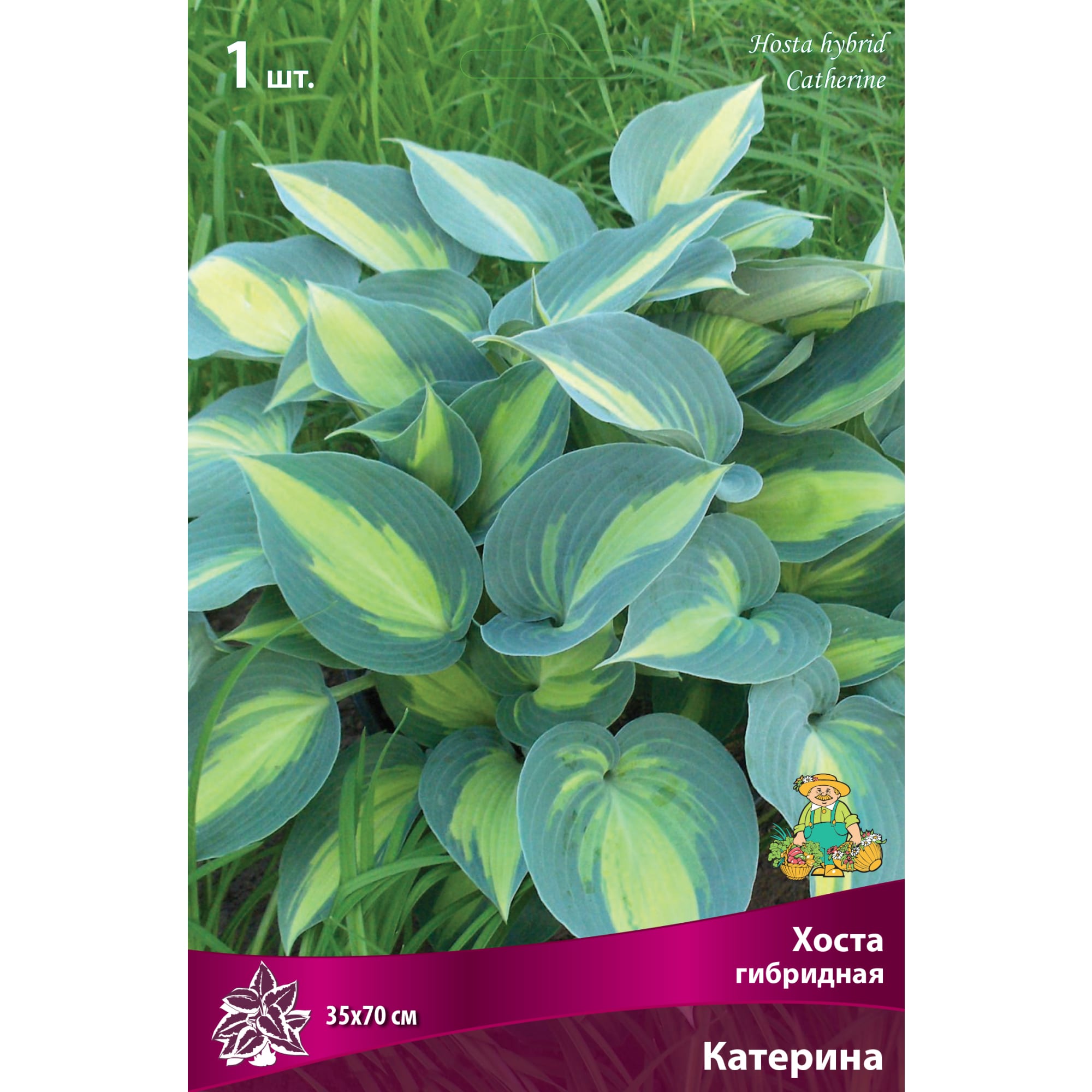 83598049 Хоста гибридная Катерина луковица I Santreyd 