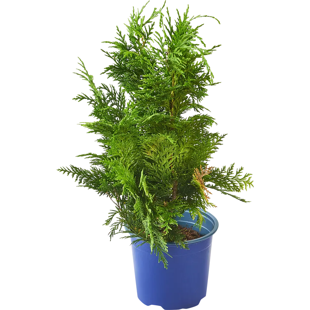 Кипарисовик Лавсона «Ивонне» С1, 30-35 см 81969329 STLM-2094289 PLANTMARKET  - Вид №1