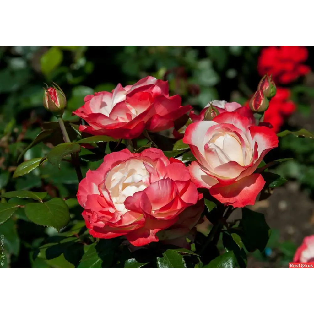 Роза чайно-гибридная Ностальжи ø18 h20 см PLANTMARKET STLM-2075016