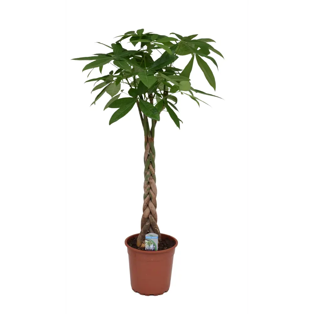 Santreyd Пахира Аква — комнатное растение с ванильным ароматом 87819659 STLM-0954050