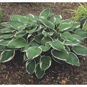 81968612 Хоста Форчуна «Франси», контейнер 1.5 л