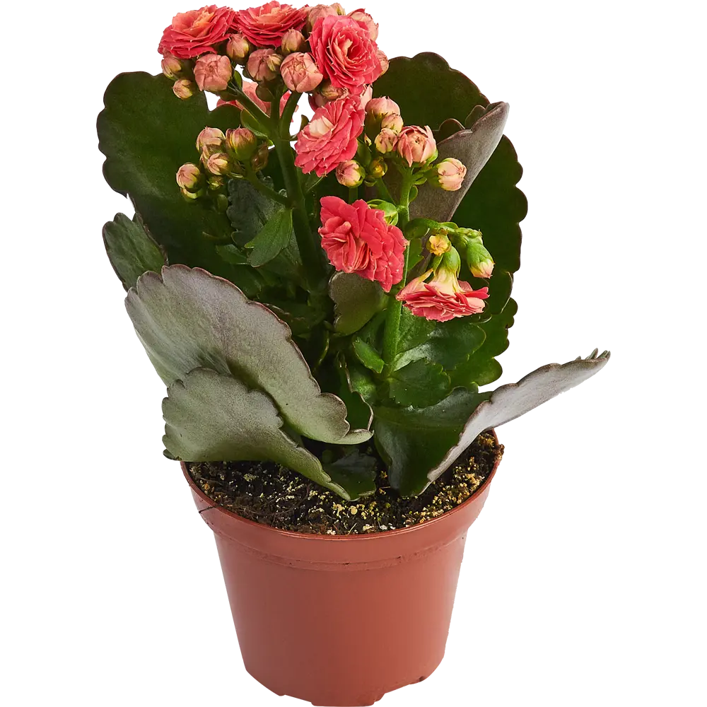 Santreyd Каланхое махровый микс — цветущее украшение интерьера 84450739 STLM-0050226 - Вид №1