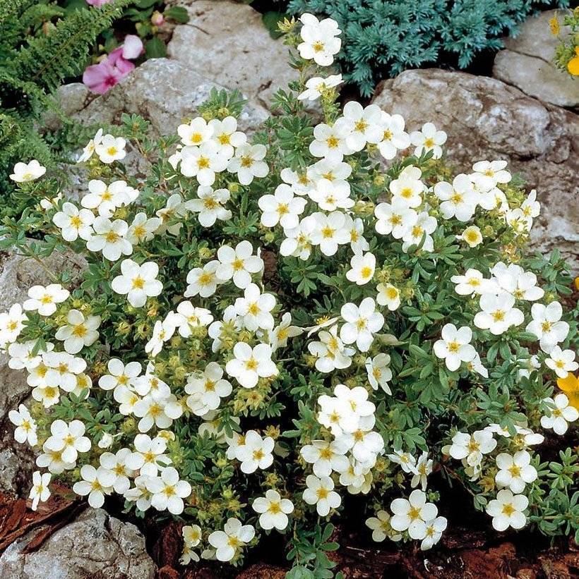 Лапчатка кустарниковая Santreyd - цветущий многолетник для сада 87811837 STLM-0075758 - Вид №3