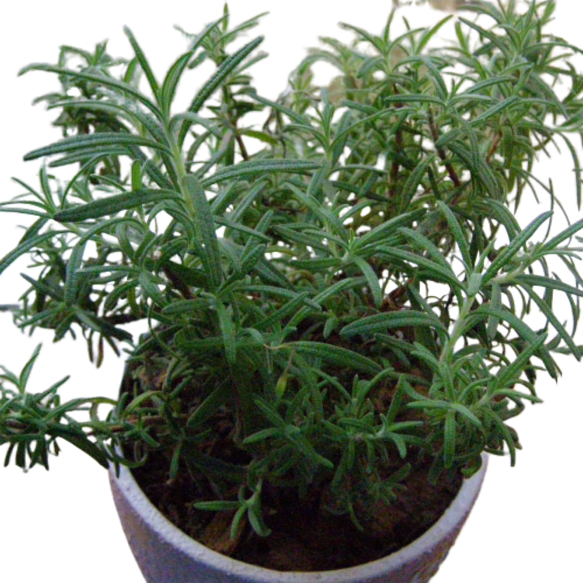 17897539 Розмарин лекарственный в сортах (V1.5л) Santreyd  - Вид №2