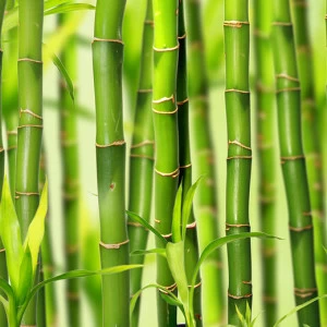 C1-098 Фотообои DIVINO Collection C 2.7х3 м