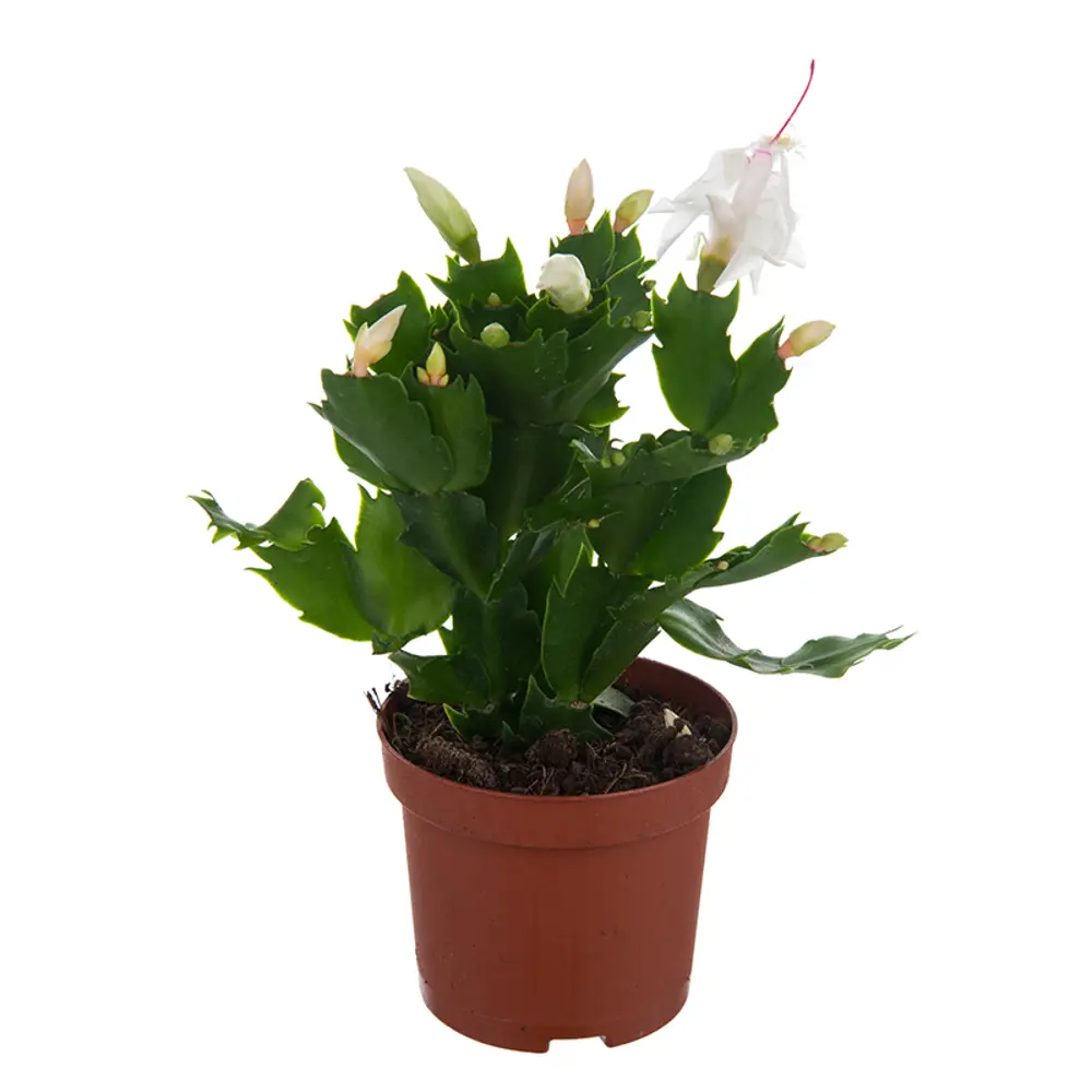 Santreyd Рипсалидопсис микс - пасхальный кактус с ароматными цветами 14750603 STLM-0005095 - Вид №2