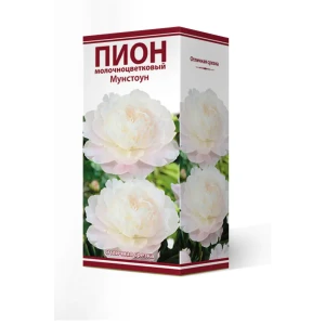 Пион молочноцветковый травянистый Мунстоун, 88659245 STLM-2184787