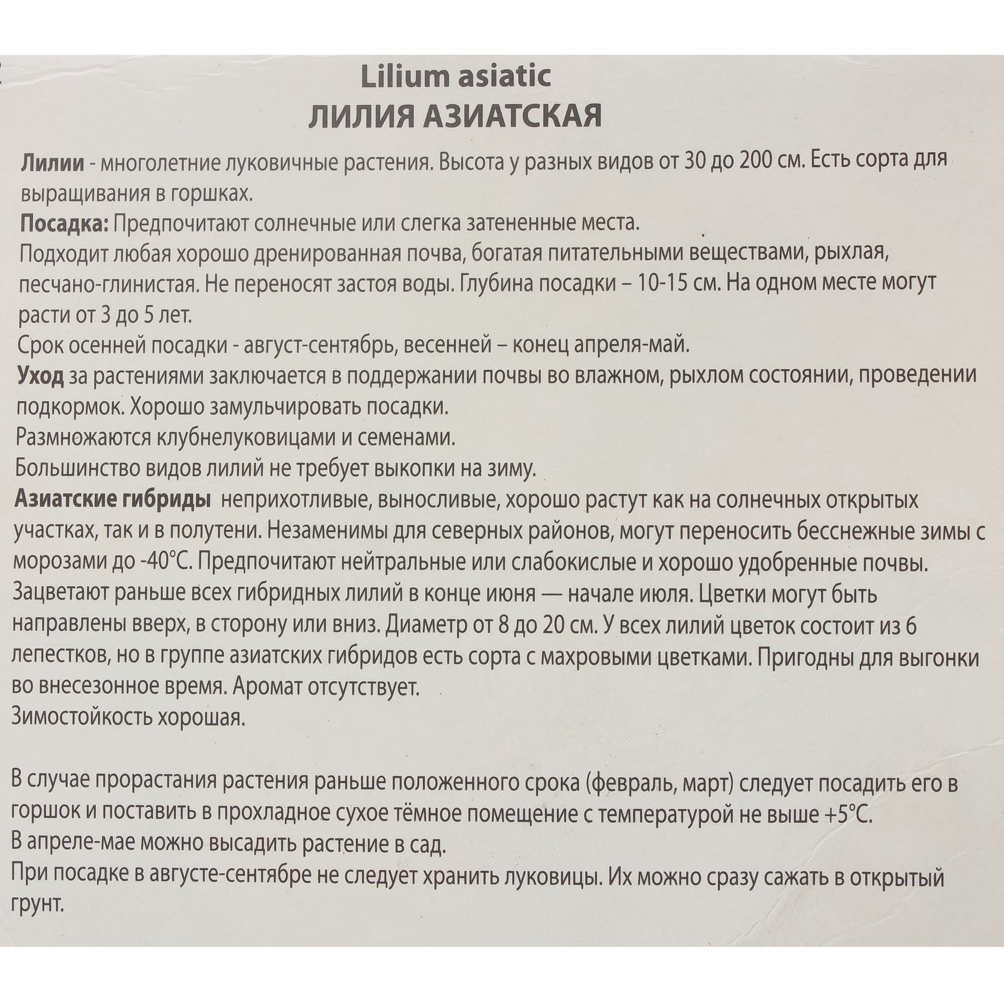 81945453 Лилия азиатская «Форевер Сьюзан» Santreyd  - Вид №2