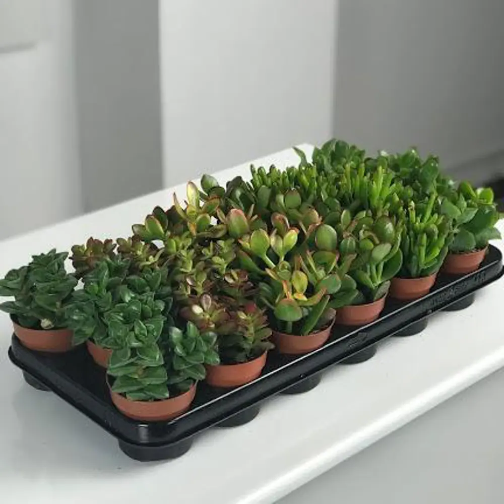 Santreyd Крассула - живой суккулент для современного интерьера 89354581 STLM-0950765