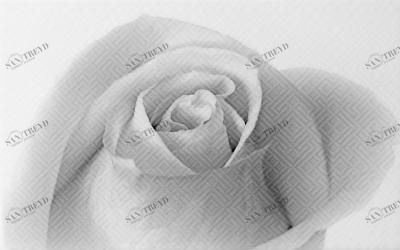 Камелия черный 01 250х400 Шахтинская Плитка 010301001884