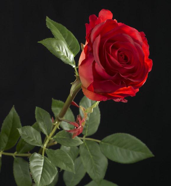 VGnewtrend Искусственное растение из полиэстера sun-id-1389321 - Вид №1