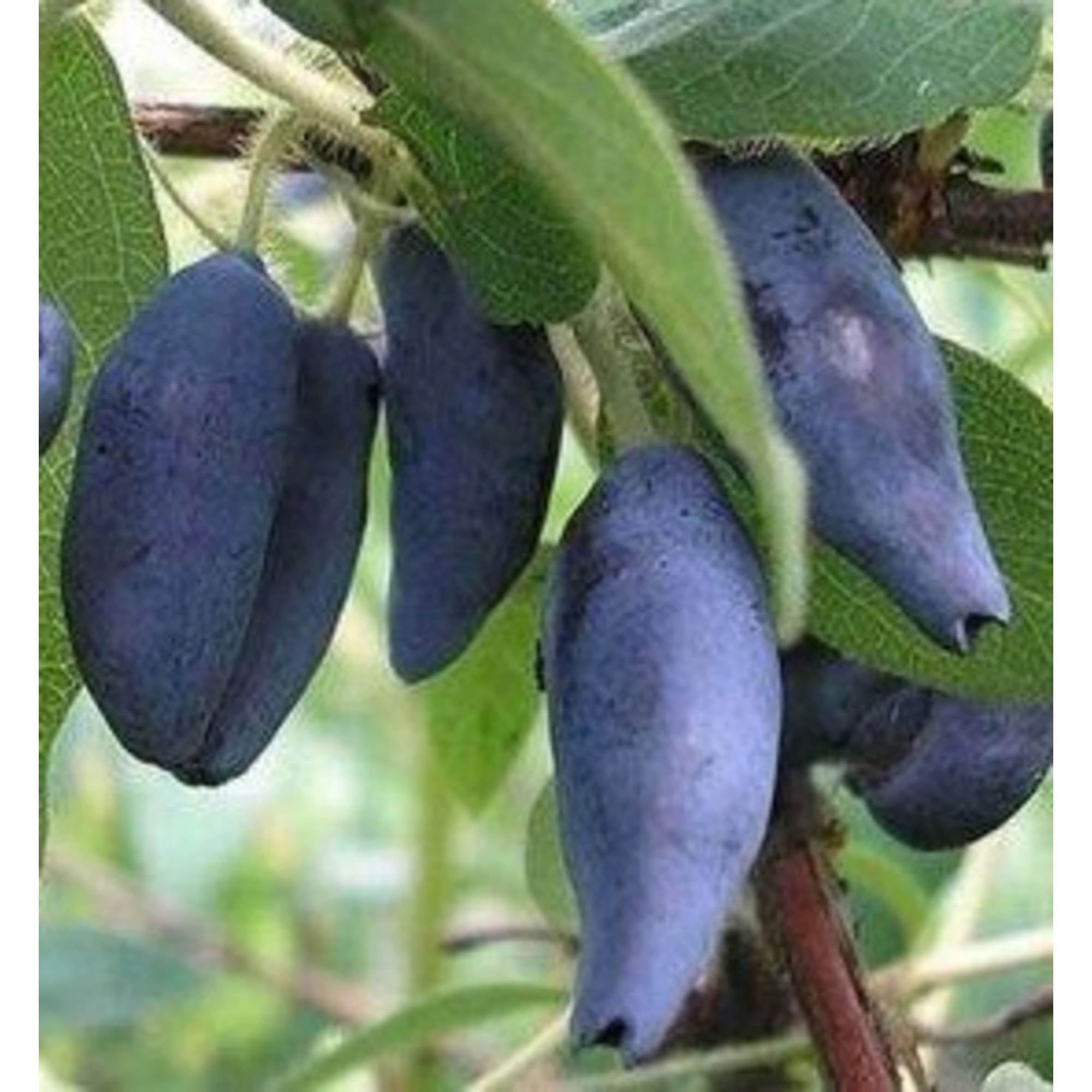 82597073 Жимолость плодовая «Камчадалка» C3 высота 50 см Santreyd 