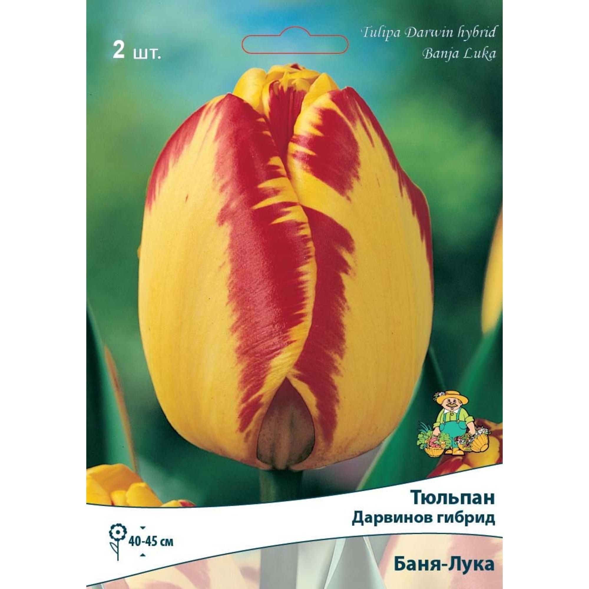 82663354 Тюльпан Дарвинов гибрид «Баня-Лука» размер луковицы 10/11, 2 шт Santreyd 