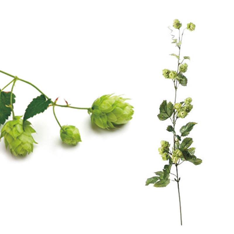 L32X10 Цветок хмеля Adriani e Rossi Зеленый 
