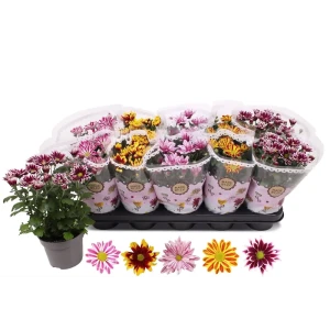 Santreyd Хризантема микс - многолетнее комнатное растение с круглогодичным цветением 86750233