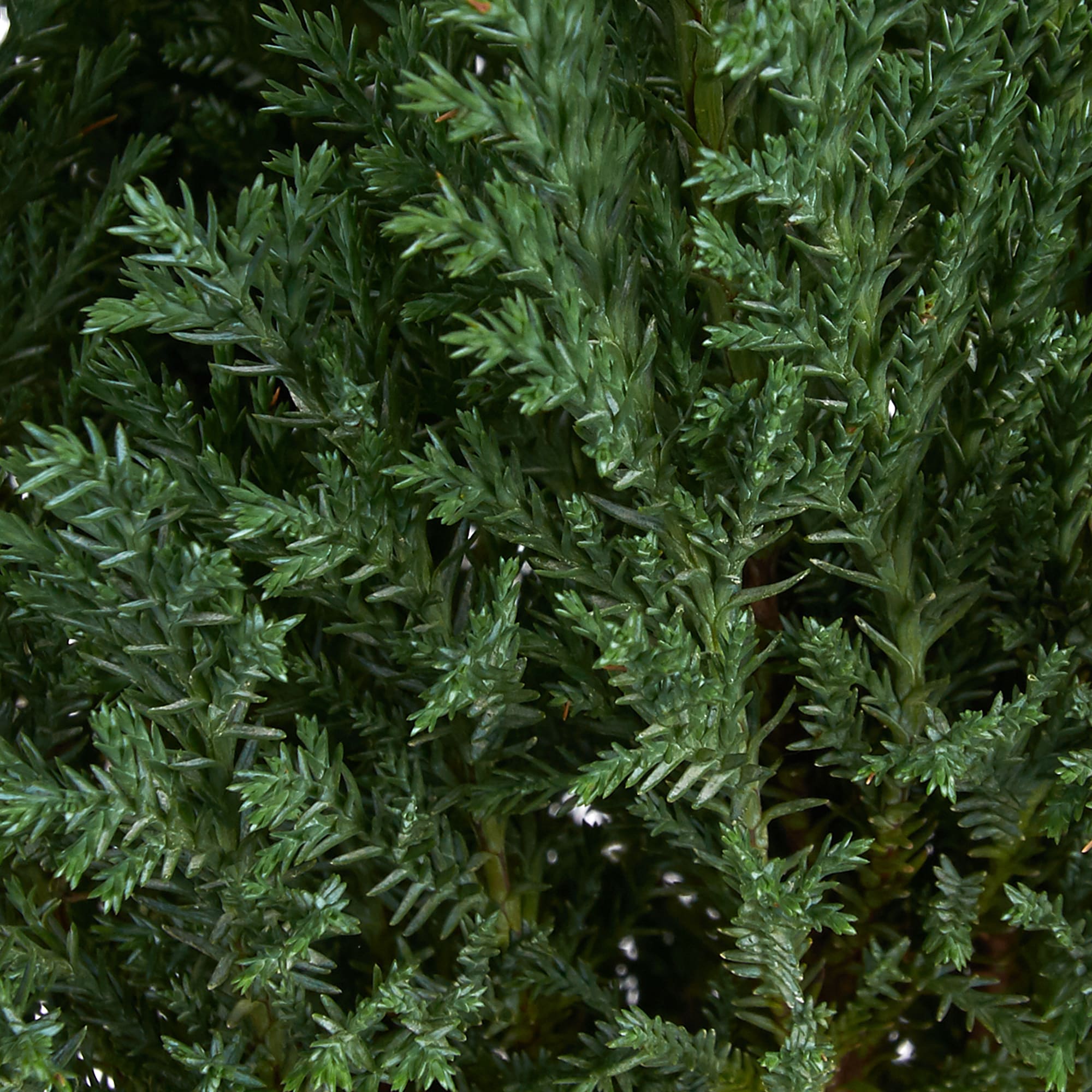 82176395 Кипарисовик Лавсона «Элвуди» 1 л 20-30 см Santreyd  - Вид №2