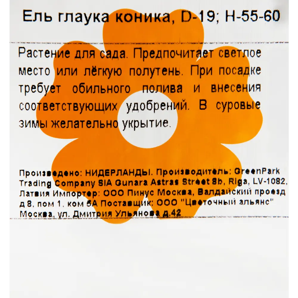Ель Глаука Коника Ø19 см h55 см 82345361 STLM-2141894 Santreyd  - Вид №2
