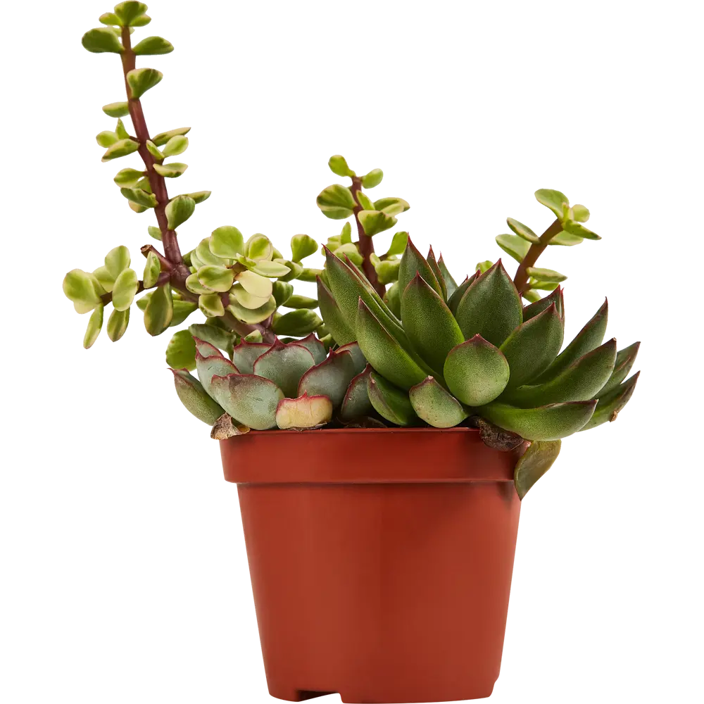 Santreyd Суккулент Трио микс — композиция миниатюрных растений для интерьера 87819716 STLM-0075897 - Вид №2