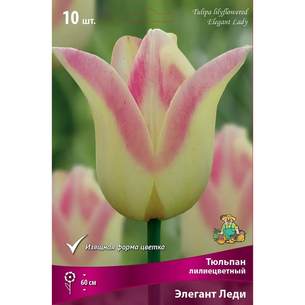 Луковицы тюльпана Элегант Леди - лилиецветный сорт с кремово-розовыми цветами 82662955 Santreyd STLM-1580180