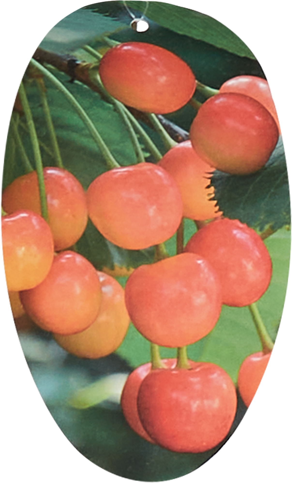 Саженец черешни микс Santreyd - плодовое дерево для сада 85608207 STLM-0064594