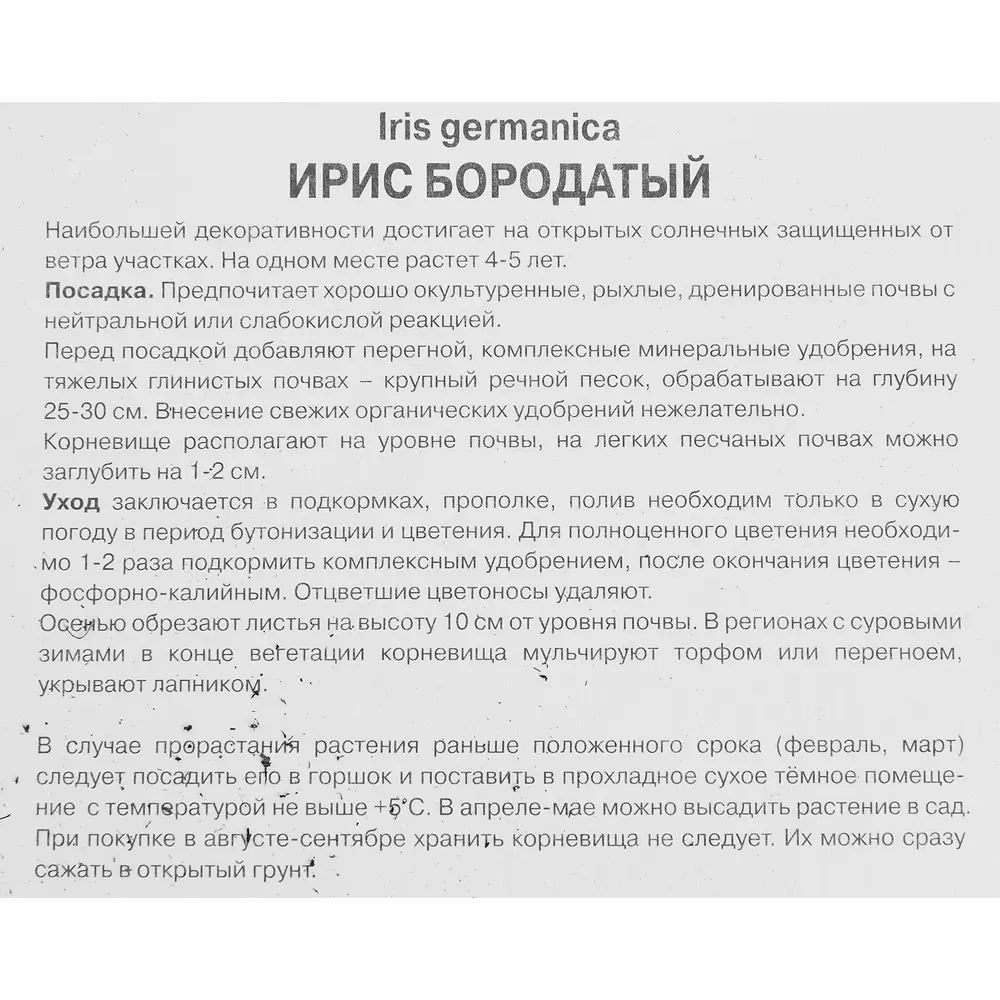 Ирис бородатый Гала Мадрид ПОИСК STLM-2190060 - Вид №2